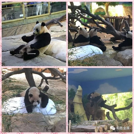 滾滾.jpg 滾滾.jpg