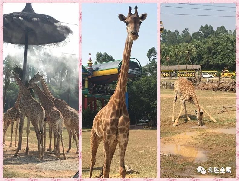 長頸鹿.jpg 長頸鹿.jpg